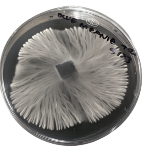 Agar Plate