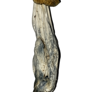 Fruiting Bodies