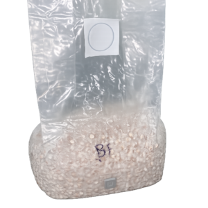 Colonized Grain Bag