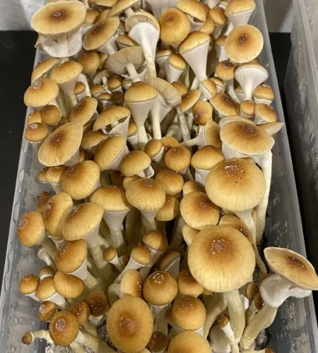 mashroom-1
